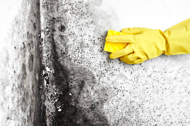 Best Attic Mold Removal  in Prudhoe Bay, AK