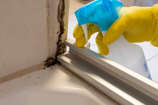 Best Black Mold Removal  in Prudhoe Bay, AK