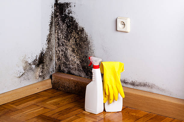 Best Fast Mold Removal  in Prudhoe Bay, AK
